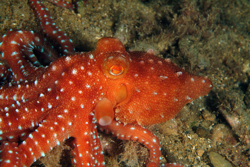 Octopus macropus